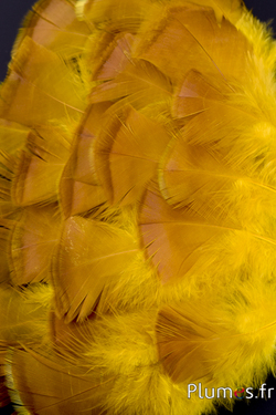 Dindon bronze blanchi - 5-15 cm - jaune-caramel